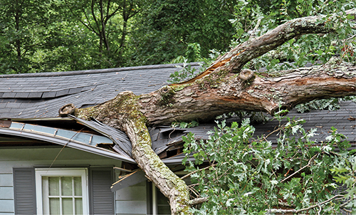 Tree fallen on roof